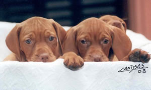 Cachorros de Magyar Vizsla - Rey D' Celis