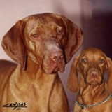 Cachorros de Magyar Vizsla - Rey D' Celis