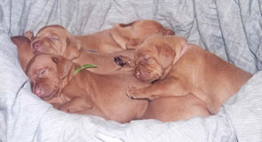 Cachorros de Magyar Vizsla - Rey D' Celis