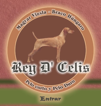 Rey D' Celis Kennel - Hungarian Shorthaired - R&ouml;vidsz&ouml;ru Magyar Vizsla - Braco H&uacute;ngaro de Pelo Corto